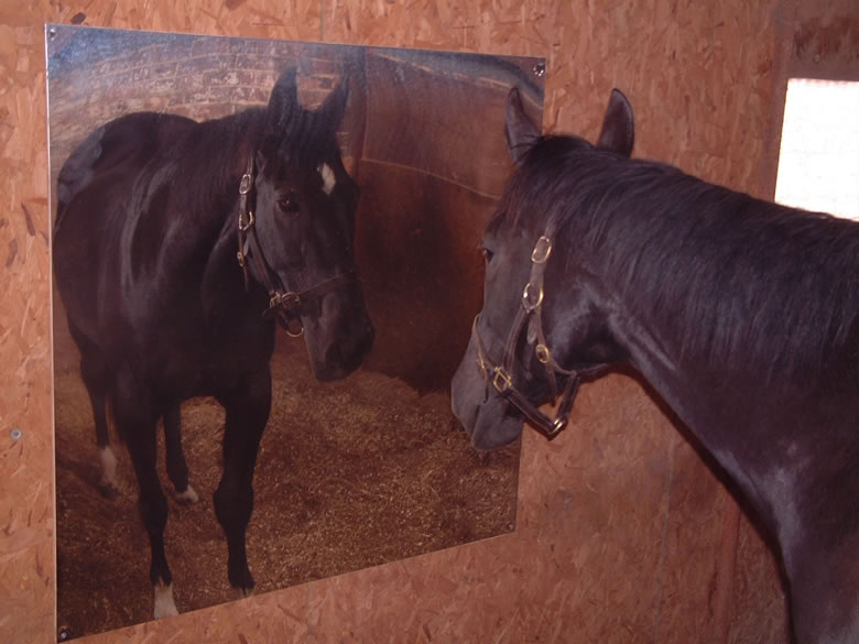 Stainless Steel Stable Mirror